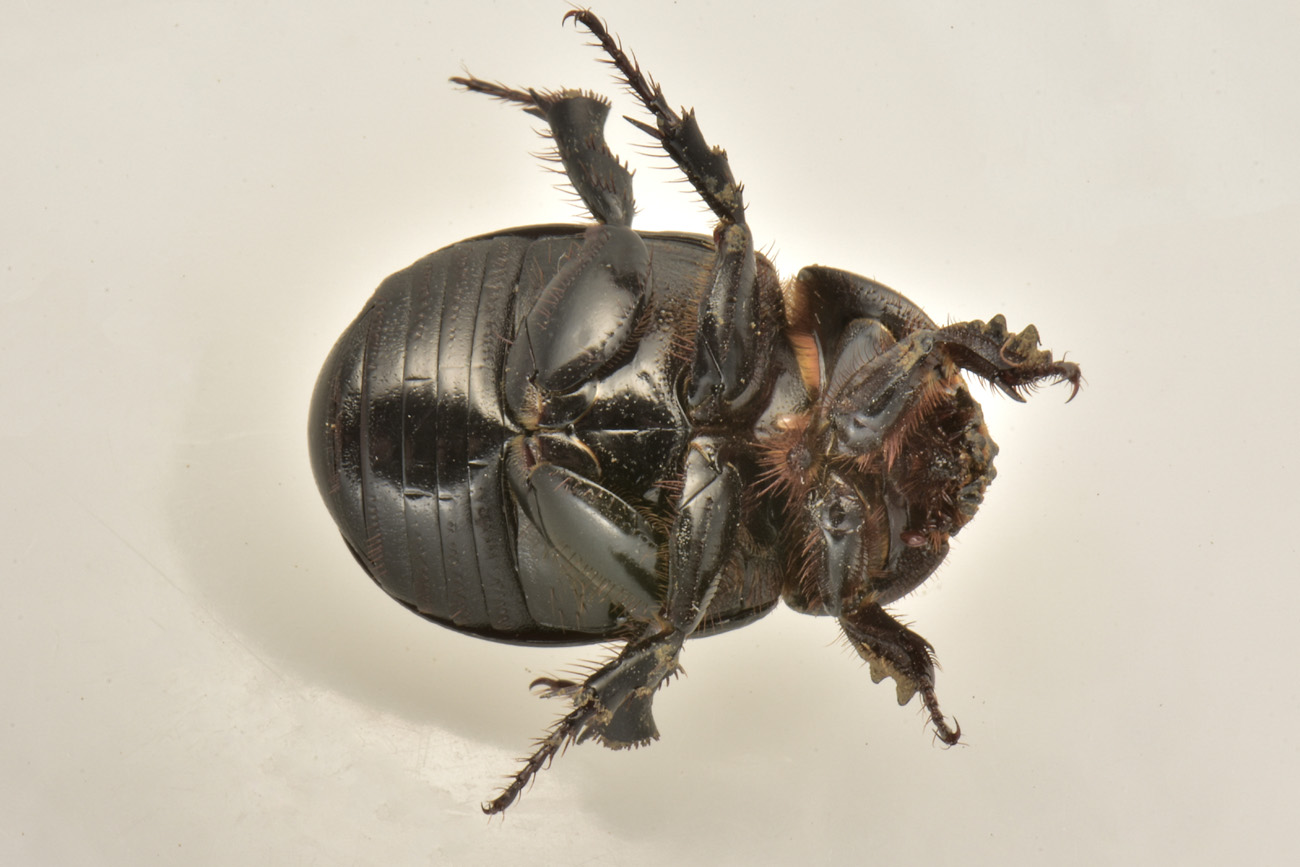 Dynastidae: Pentodon bidens punctatus